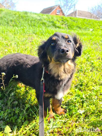 Щенок подросток девочка