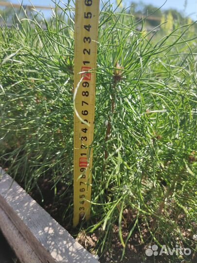 Сеянцы сосны обыкновенной зкс