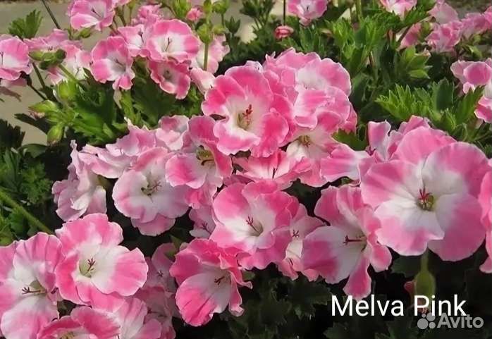 Пеларгония королевская