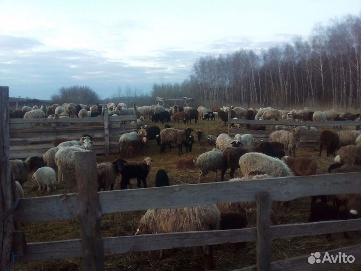 Овцы бараны