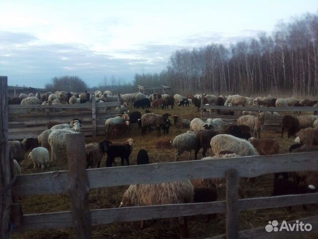 Овцы бараны