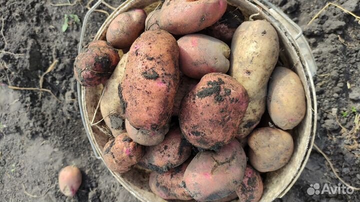 Продам картофель
