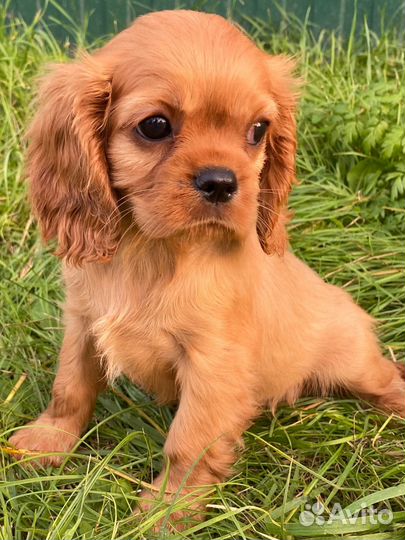 Кинг чарльз спаниель