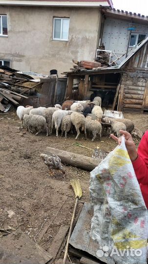Продам баранов и овец