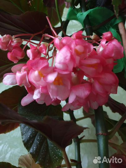 Бегония коралловая