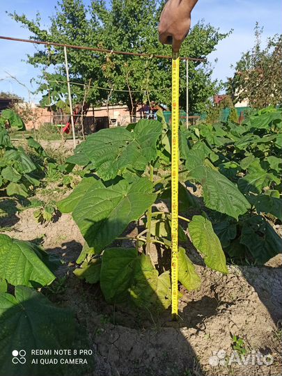 Саженцы Павловнии годовалые