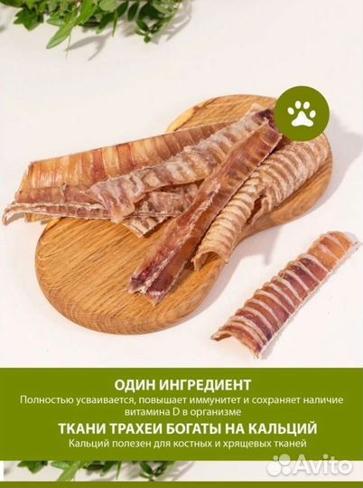 Для собак трахея