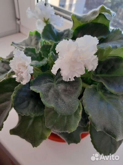 Сортовые фиалки