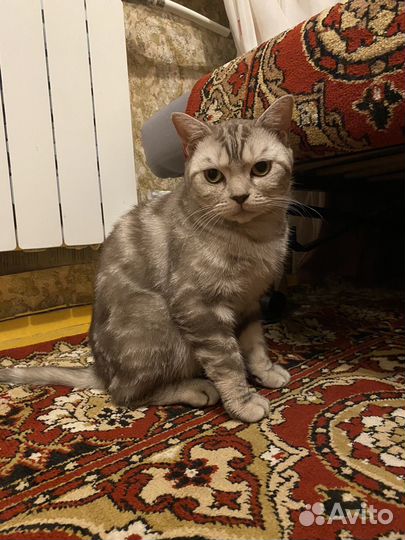 Британский кот