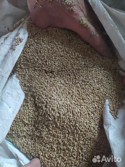 Канареечное семя