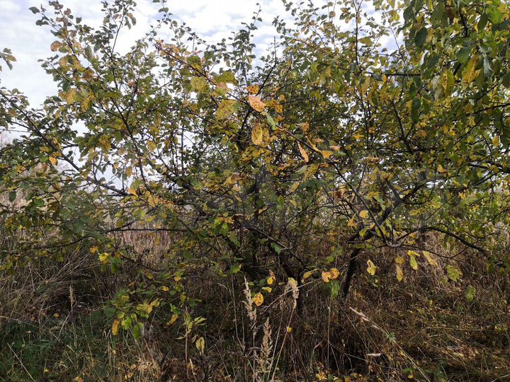 Участок 15 сот. (СНТ, ДНП)