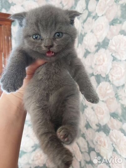 Шотландские котята