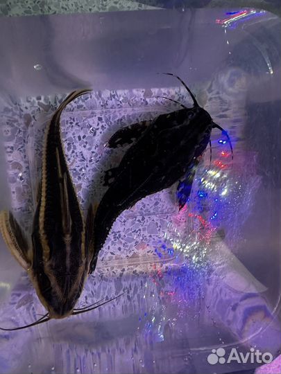 Сом платидорас