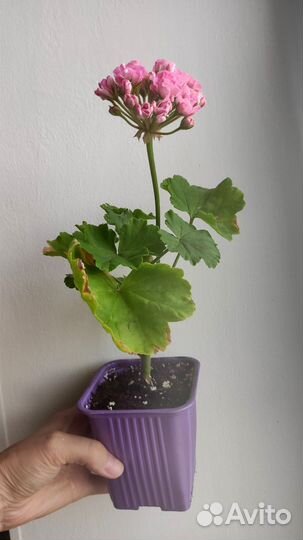 Пеларгония герань розебудная махровая плющелистная