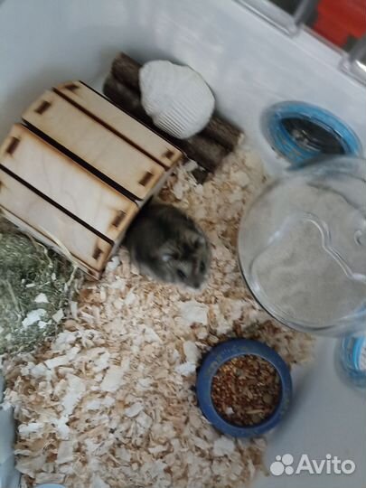 Джунгарский хомяк с клеткой