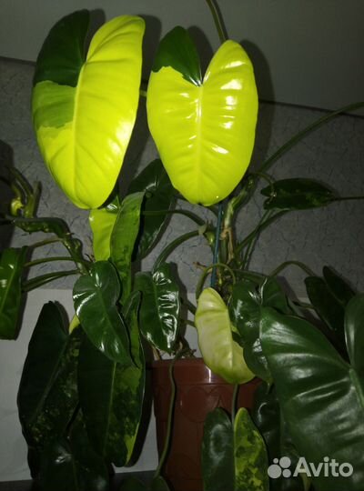 Комнатные цветы филодендрон