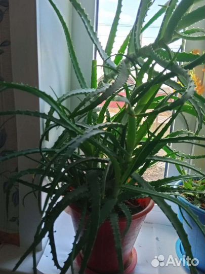 Алоэ лечебный