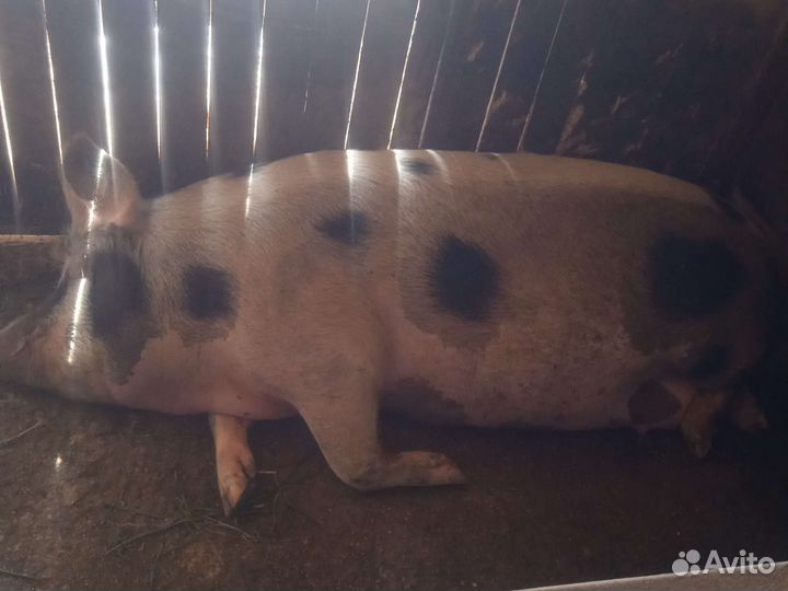 Мясо свинина домашняя