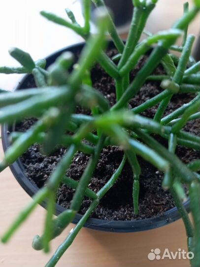 Толстянка и другие растения