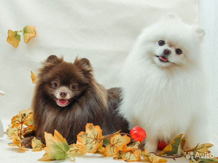 Модели на груминг собак и кошек. Ультразвук зубы