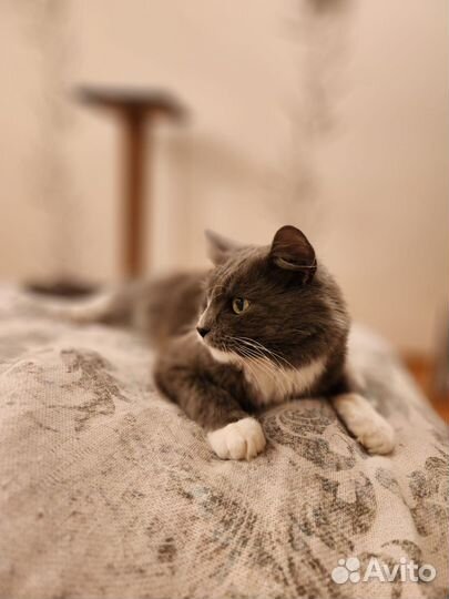 Кот в добрые руки