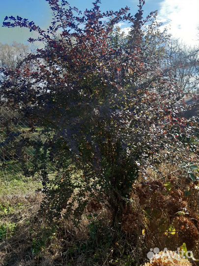 Барбарис тунберга