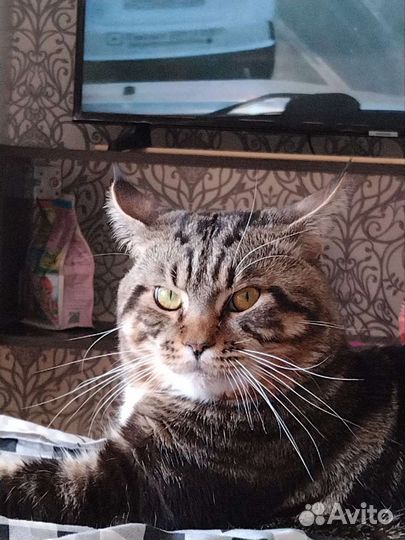Случка кота