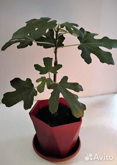 Инжир Комнатный
