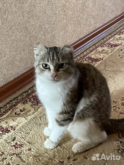 Кошка в добрые руки