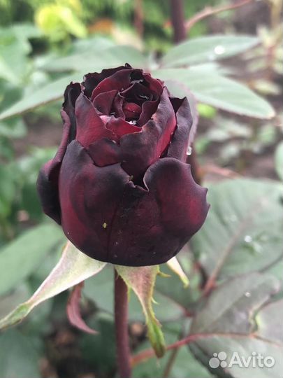 Розы садовые