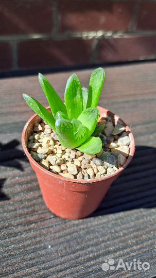 Суккуленты