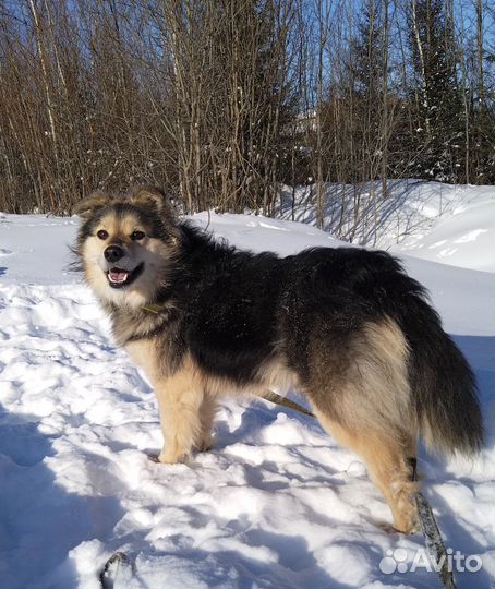 Собака в добрые руки отдам бесплатно