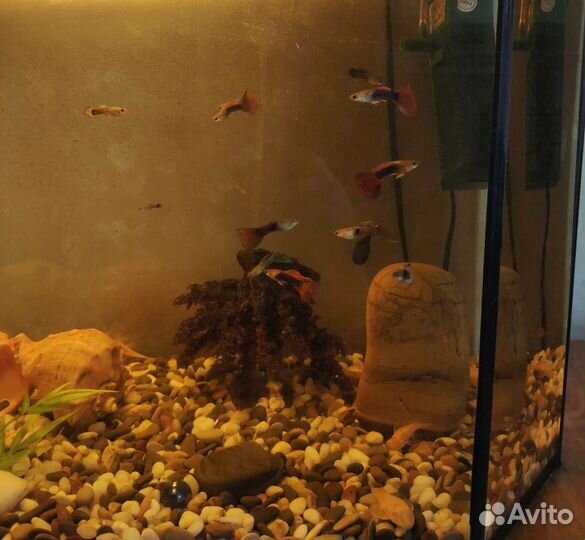 Анцитрусы и гуппи