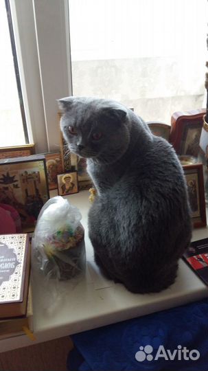 Британский кот Вязка бесплатно