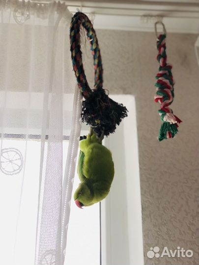 Ожереловый попугай