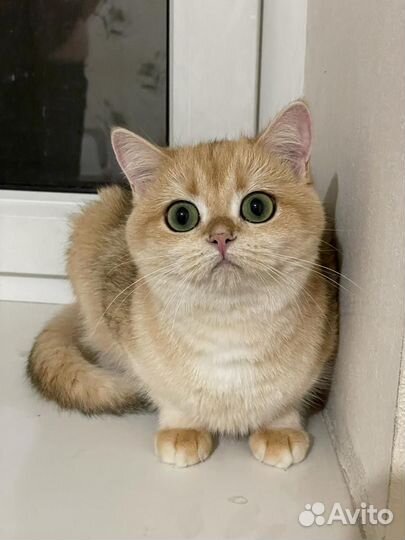 Британская короткошерстная кошка