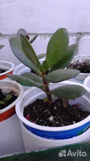 Цветы - Денежное дерево