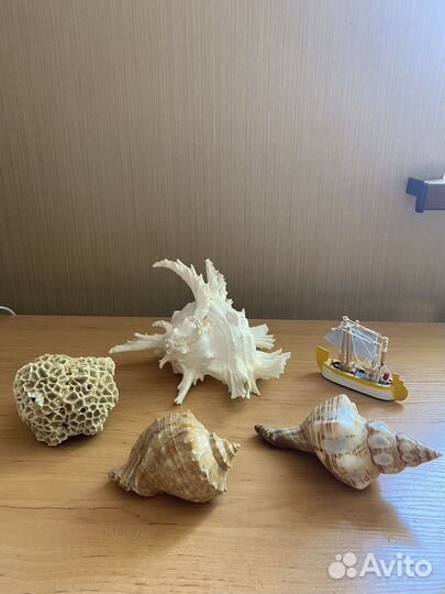 Ракушки, кораллы