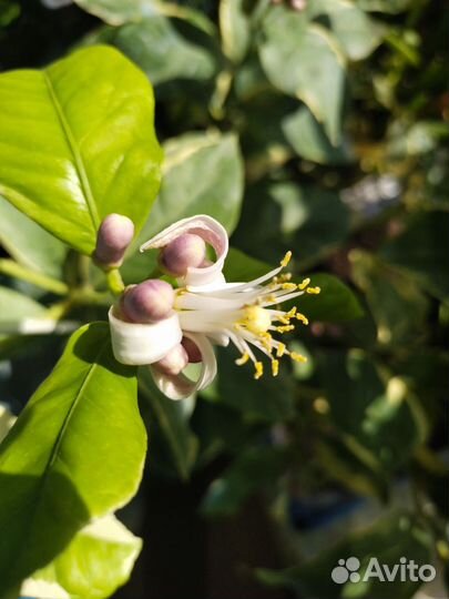 Лимон вариегатный