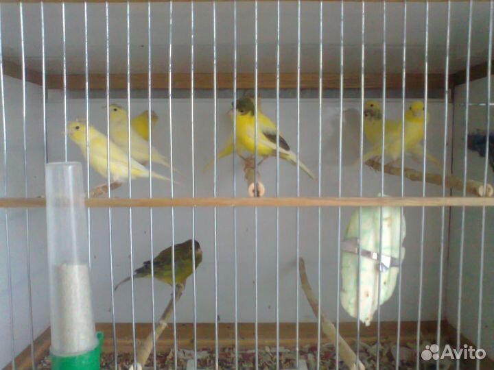 Кенаря и Кенарки Волнистые попугаи