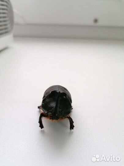 Жук-носорог засушенный