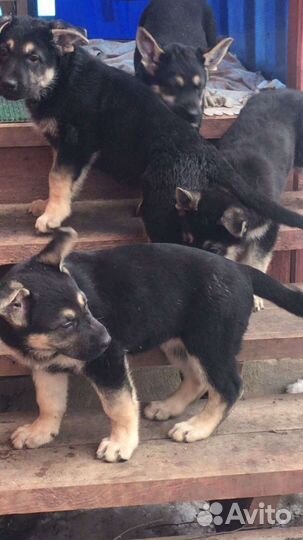Щенки восточно-европейской овчарки