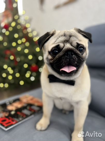 Мопс вязка мальчик