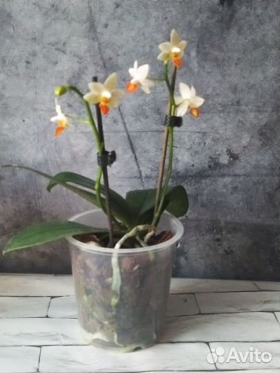Сортовые орхидеи цветут