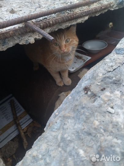 Кошечке очень нужен дом