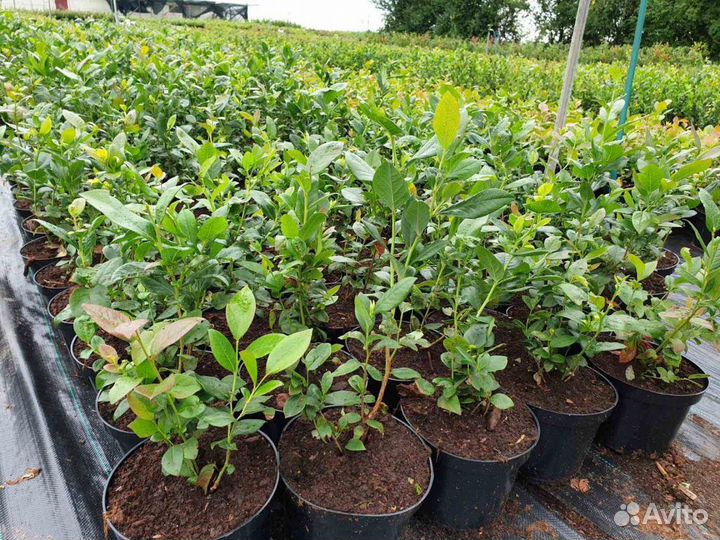 Саженцы голубики