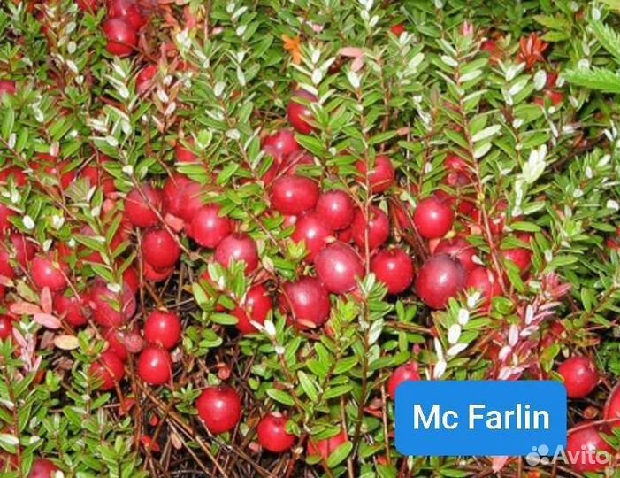 Клюква крупноплодная 5сортов, брусника Коралл