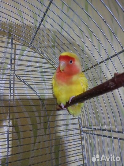 Попугай неразлучники с клеткой