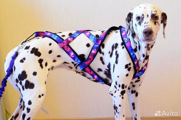 Шлейки, ошейники, одежда для собак. на заказ