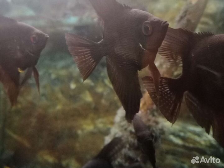 Аквариумные рыбки,растения,корма в Йошкар-Оле
